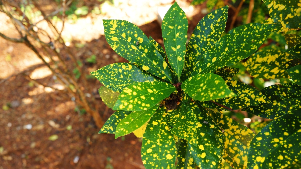 ক্রোটন।