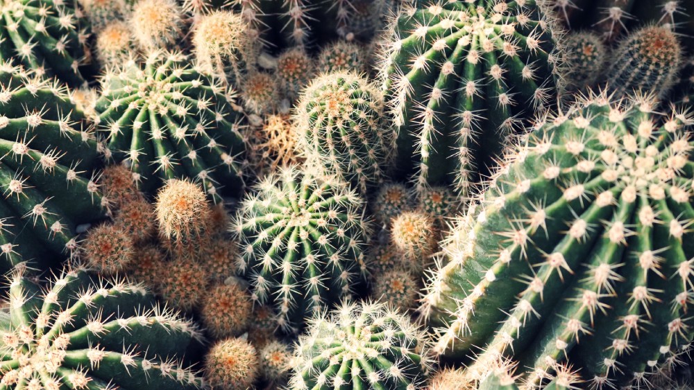 ক্যাকটাস।