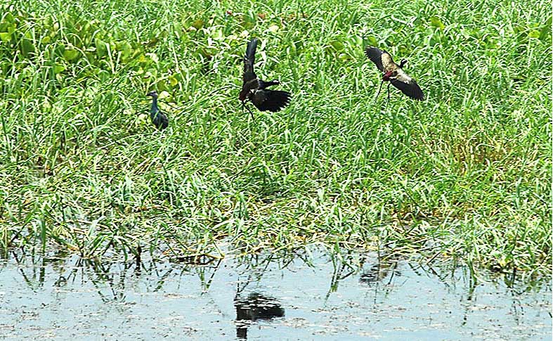 Letters to the Editor:  Birds Habitat of Purba Sthali is in danger 