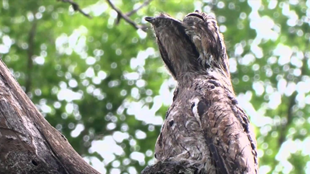 তারপরই ওই পোটো পাখির ভিডিয়ো করে নেটমাধ্যমের পাতায় পোস্ট করে দেন যা ভাইরালও হয়।
