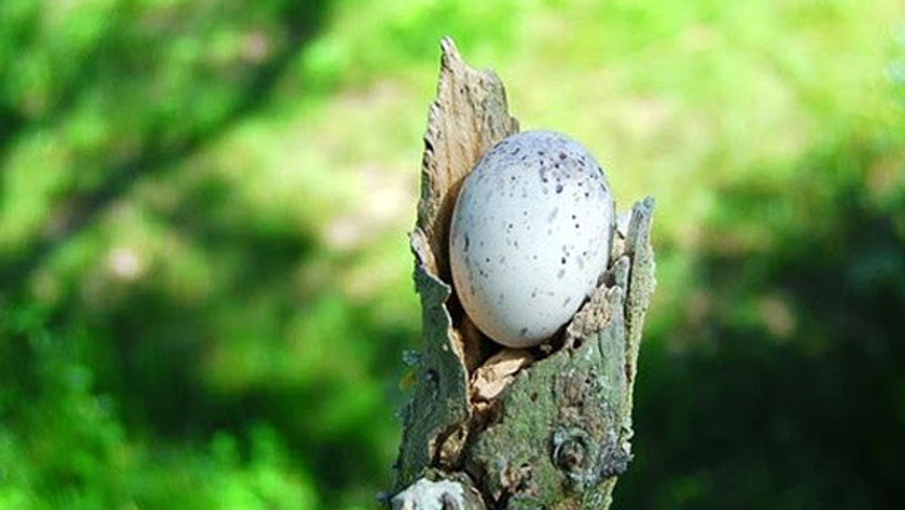 পোটো পাখিদের আরও একটি বিশেষত্ব হল এরা বাসা বাঁধতে পারে না। গাছের ডালের কোনও কোঠরেই ডিম পাড়ে।