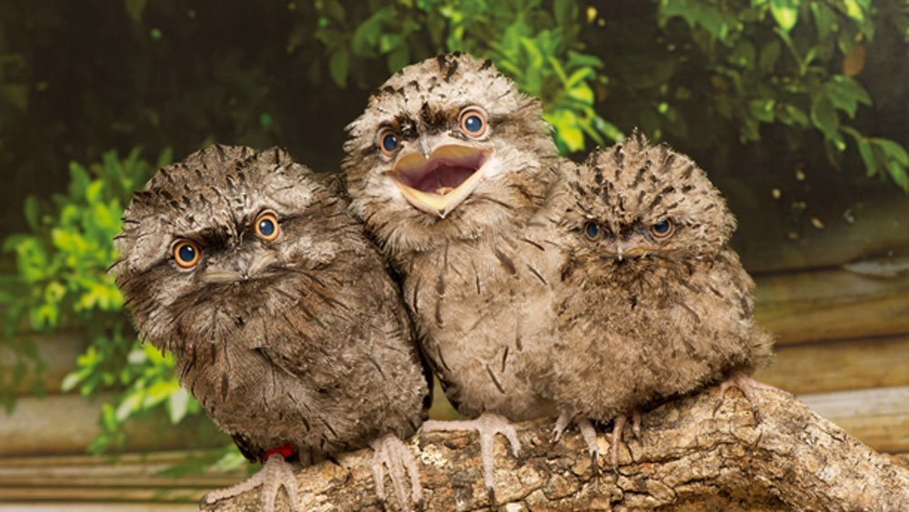 প্রথমে ওই মহিলাও কাঠ ভেবেই ভুল করেছিলেন। কাছে যেতেই পাখিটি চোখ খুলে ডাকতে শুরু করে। কিছু ক্ষণের জন্য ঘাবড়ে যান তিনি।