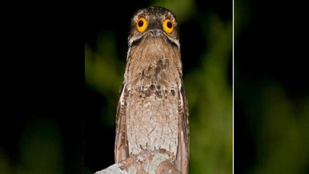 আর রাত হলে মা পাখি এবং বাবা পাখি দায়িত্ব ভাগ করে নেয়। তারা ভাগাভাগি করে ডিম পাহারা দেয় এবং শিকার ধরে।