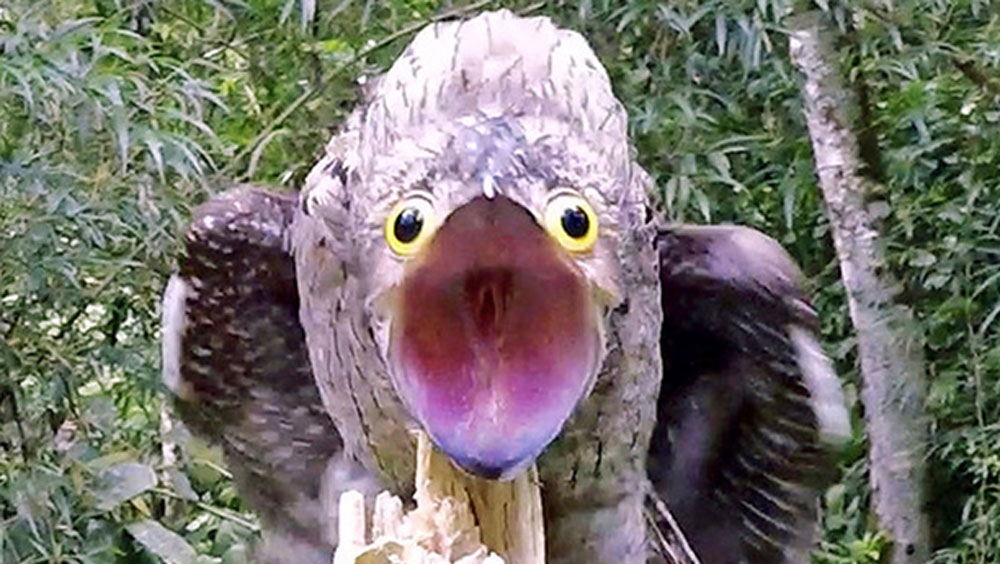 পোটো পাখিদের গায়ের রং এবং দেহের আকার এমনই যে গাছের ভাঙা ডালের সঙ্গে খুব সহজেই মিশে যেতে পারে তারা। দীর্ঘক্ষণ কোনওরকম নড়াচড়া না করেই থাকতে পারে এরা। ফলে দূর থেকে দেখে তাদের গাছের ডালই মনে হয়।