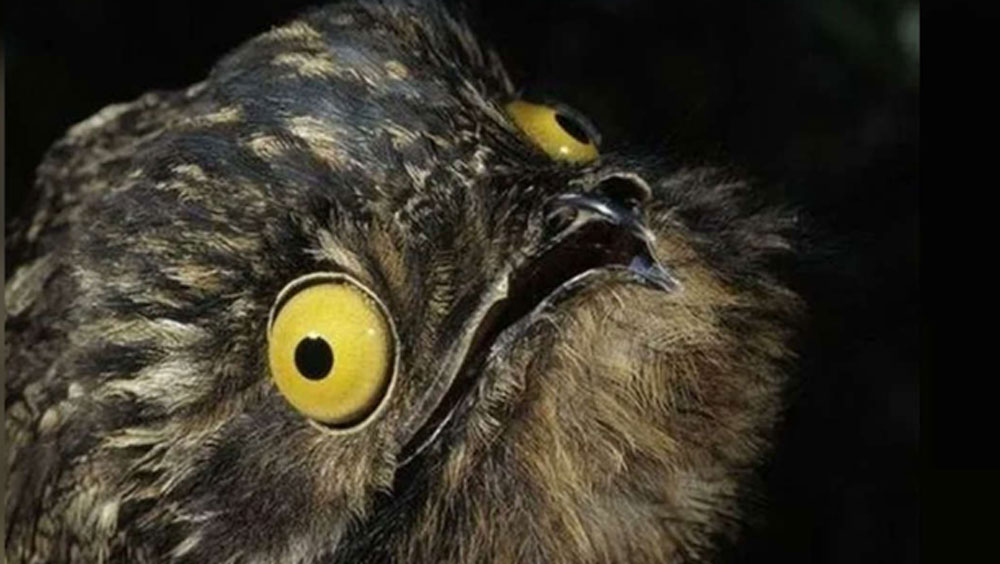 মূলত মধ্য এবং দক্ষিণ আমেরিকায় এই সমস্ত পাখির দেখা মেলে। আগে অবশ্য ইউরোপেও দেখা মিলত এদের।