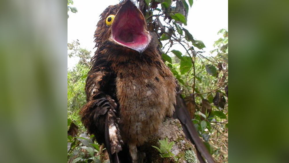 পাখিটির নাম পোটো। অনেকে একে গোস্ট বার্ড বা ভূতুড়ে পাখি বলেও ডাকেন। অদ্ভুতদর্শন এবং ভয়ঙ্কর ডাকের জন্যই এমন নাম।