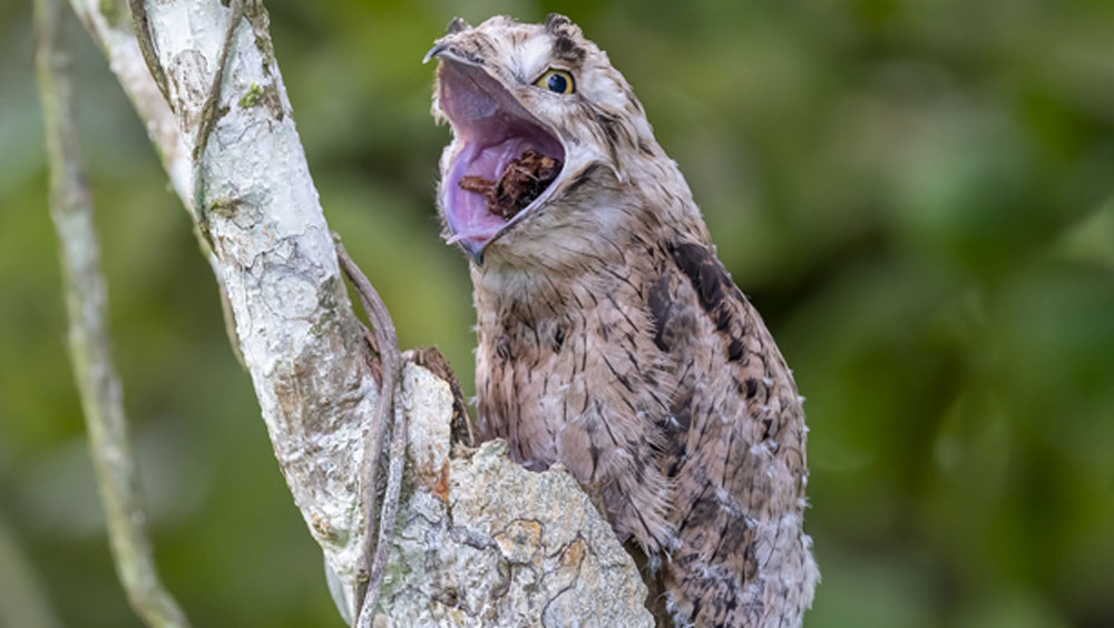 এরা নিশাচর। সম্প্রতি কলম্বিয়ার চিবোলো শহরে এই পাখির দেখা মিলল। ১৫ বছর পর গত ডিসেম্বরে এই পাখির দেখা মিলেছিল। সম্প্রতি সেই পাখিটির ভিডিয়েো ভাইরাল হয়েছে।