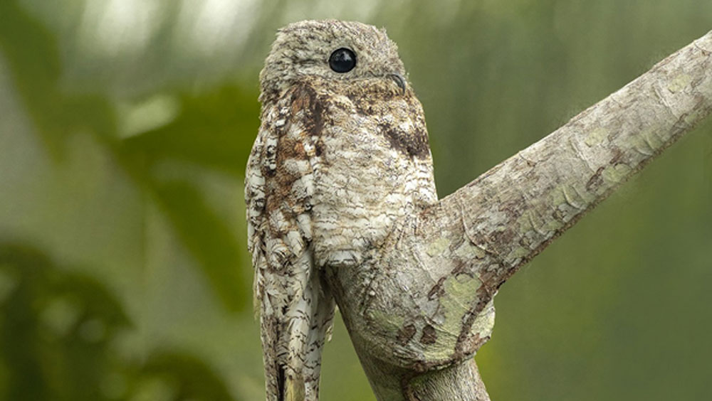 এই পাখিকে হঠাৎ করে দেখলে যে কেউ চমকে উঠবেন দিনের আলোতেও। আর অন্ধকারে এর ডাক গায়ে শিহরণ জাগিয়ে তুলবে।