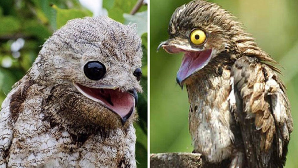 সাধারণত পাখির মতো সূচালো ঠোঁট নয়। সবুজ পাতায় মোড়া গাছের ডালে বসার চাইতে গাছের শুকনো, ভাঙা ডালে বসে থাকতেই পছন্দ করে এরা। যে প্রাণীর কথা হচ্ছে, সেটিও একটি পাখিই।