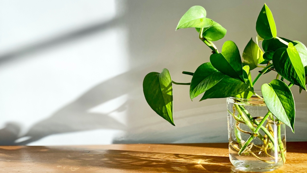 ডেভিলস আইভি।