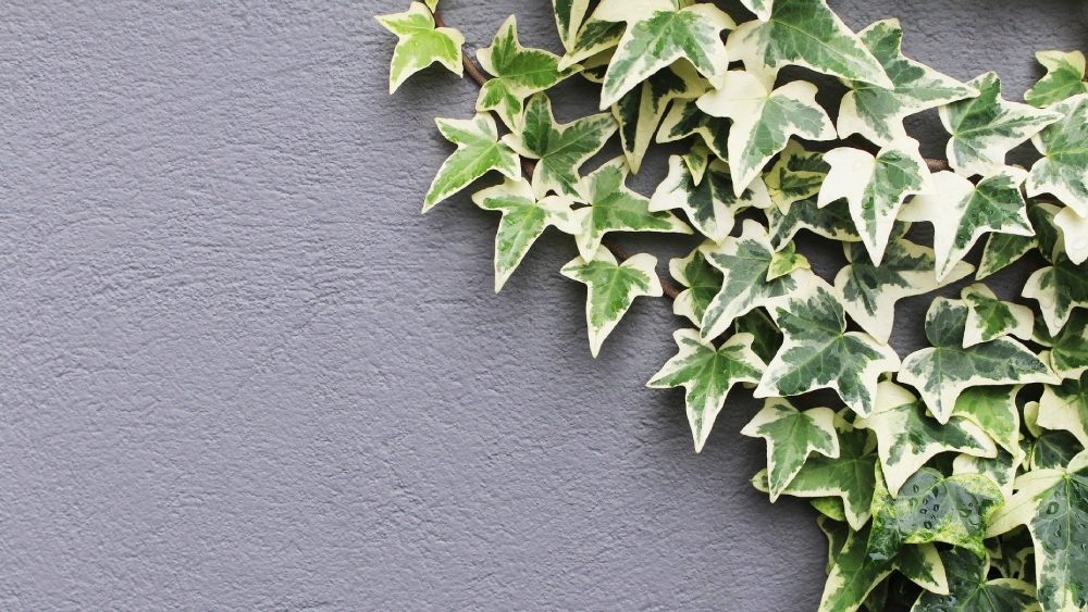 ইংলিশ আইভি:।