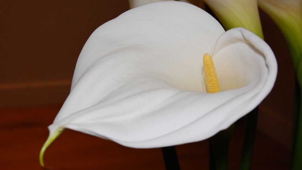 স্প্যাথিফাইলাম বা পিস লিলি।