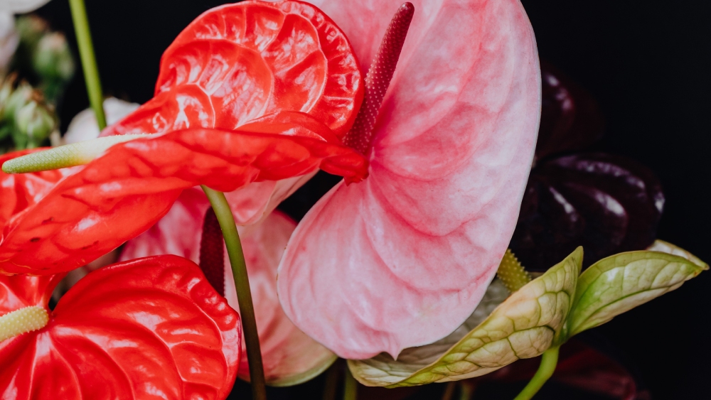 অ্যানথুরিয়াম বা ফ্ল্যামিংগো লিলি।