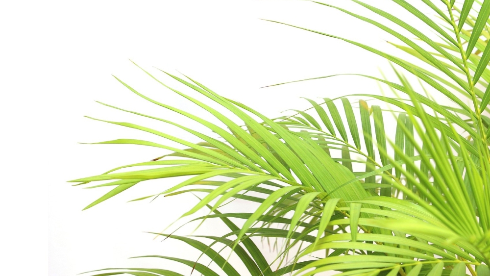 ব্যাম্বু পাম।