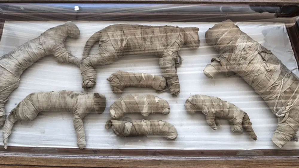 সে সময়ের মমি করে রাখার চলতি প্রথা কেন এ ক্ষেত্রে মানা হয়নি তা আজও নিশ্চিত করে বলতে পারেননি গবেষকেরা। সে বিষয়টিও তাঁদের গবেষণাধীন।