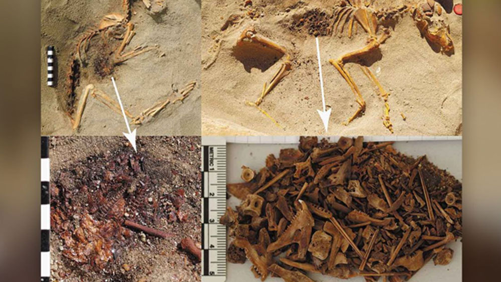 তবে যে হেতু পোষ্য হিসাবে বিড়াল এবং কুকুরের সংখ্যাই বেশি, তাই ওই কবরস্থানে সবচেয়ে বেশি কবর দেওয়া হয়েছে বিড়ালের।