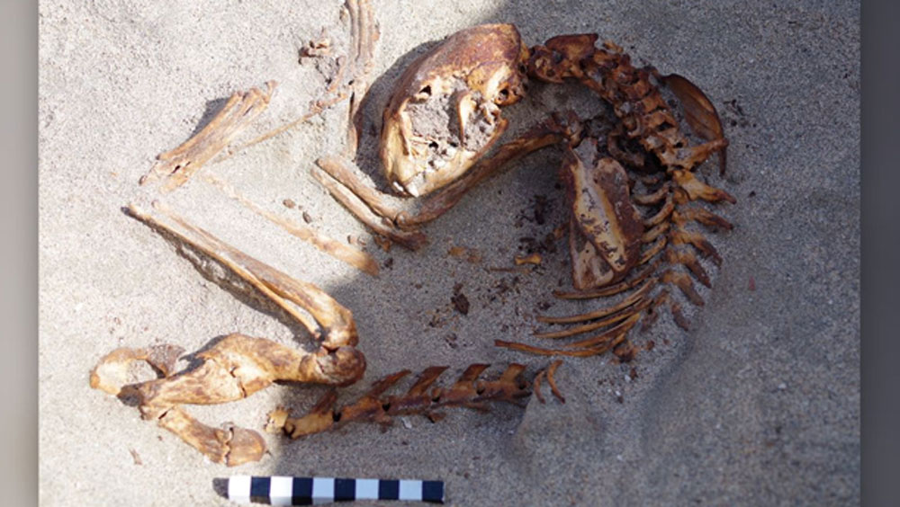 সম্ভবত ভারতের আবহাওয়ায় জন্ম হওয়া ওই বাঁদরগুলি সুদূরে মিশরের জলবায়ুর সঙ্গে মানিয়ে নিতে পারেনি। সে কারণেই তাদের মৃত্যু হয়েছে।