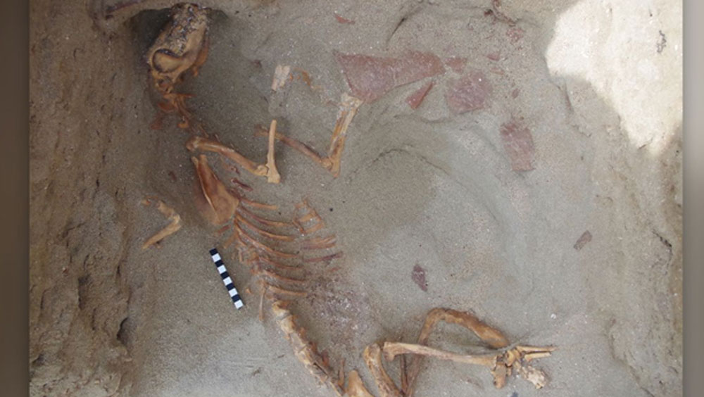 যে কটি বাঁদরের হাড় উদ্ধার করা গিয়েছে তার পরীক্ষা করে গবেষকরা জানতে পেরেছেন, প্রত্যেকটি বাঁদরই খুব কম বয়সে মারা গিয়েছে।