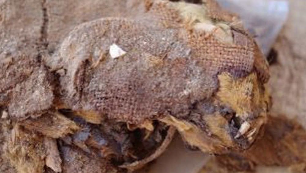 যেখানে বিড়াল, কুকুরের পাশাপাশি বাঁদরের হাড়ও পেয়েছেন তাঁরা। সেই বাঁদর আবার ভারত থেকে নিয়ে যাওয়া হয়েছিল সে দেশে।