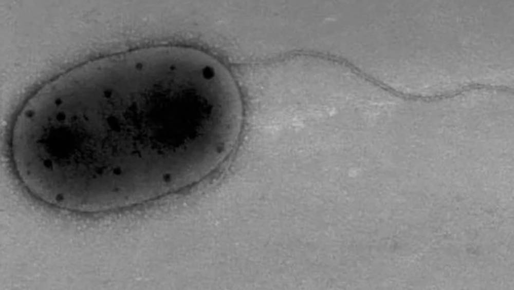 হদিশ মেলা ৪টি রূপের একটি। ছবি- গবেষকদের সৌজন্যে। 