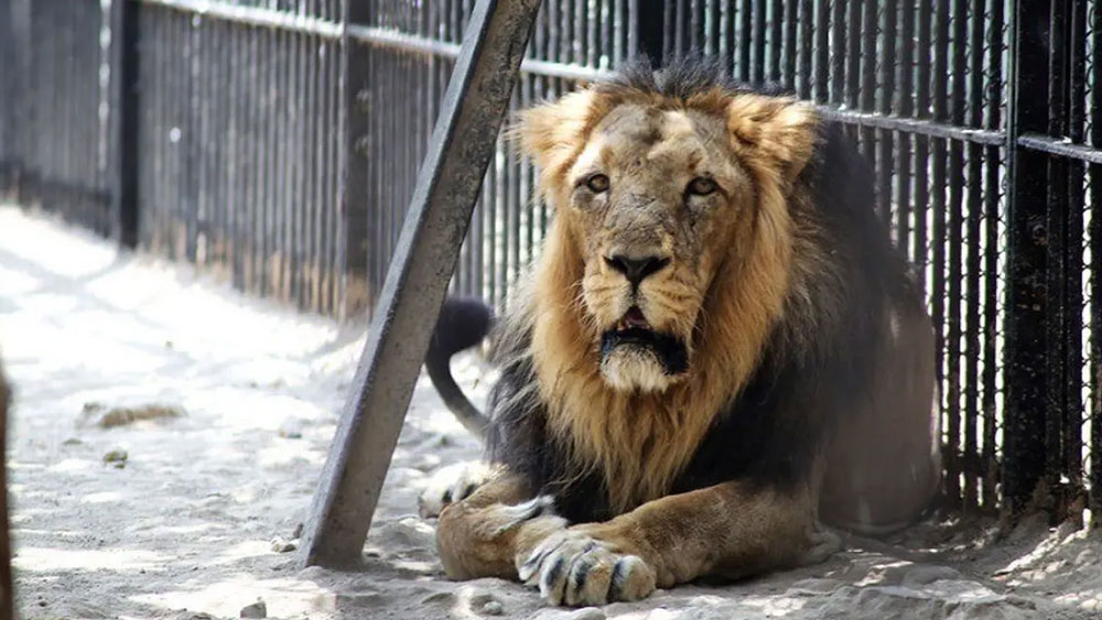 চিড়িয়াখানায় সিংহের খাঁচায় ভবঘুরে, আঁচড়ে আশঙ্কাজনক, উদ্ধার, ভর্তি হাসপাতালে
