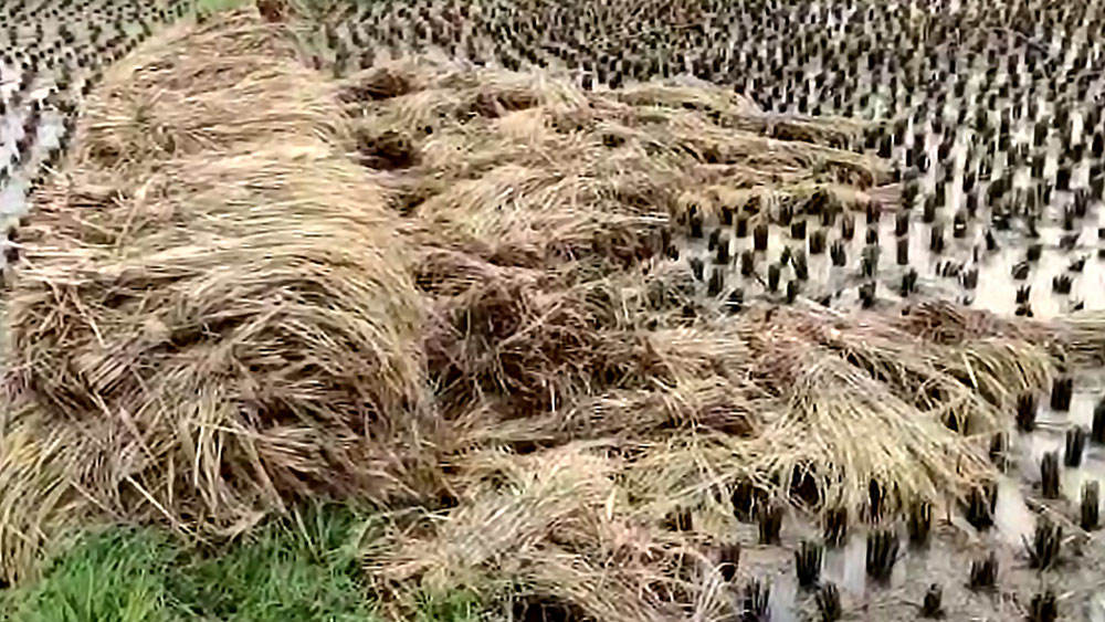 Farmers in danger due to heavy rain with  thunderstorms dgtl