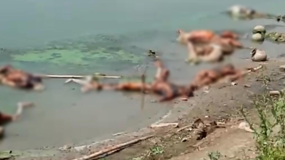 গঙ্গায় ভাসছে মৃতদেহ।