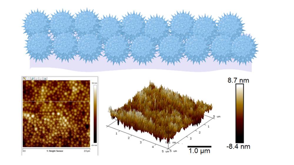 দ্বিতীয় ধাপ। অ্যালকোহল উবে যাওয়ার পর হাতে বা মাস্ক, টেবিল, চেয়ারের উপরে স্থায়ী ভাবে সেঁটে থাকবে অ্য়ালকোহলের সঙ্গে থাকা ক্ষুদ্রাতিক্ষুদ্র পলিমারগুলি (নীল গোলক- উপরে)।  কী ভাবে কোটিং তৈরি করবে দেখানো হয়েছে (নীচে)।  গ্রাফিক সৌজন্যে- হায়দরাবাদ আইআইটি।
