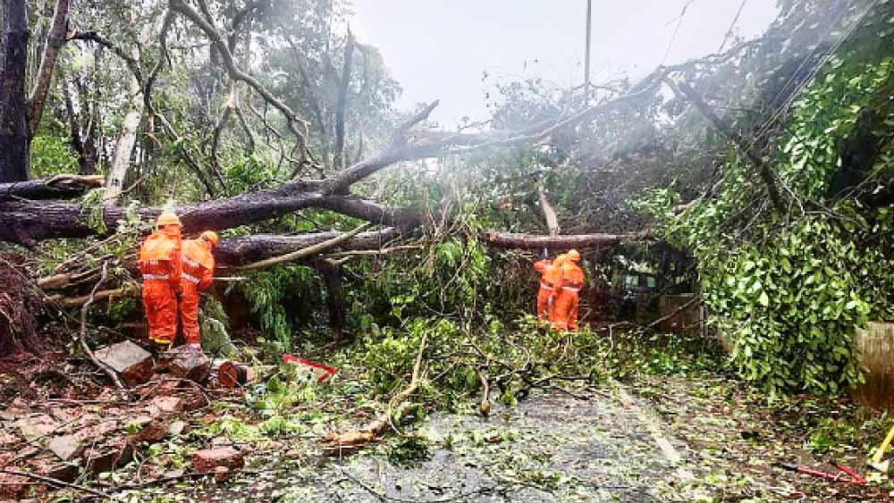 ঝড়ে গাছ উপড়ে বন্ধ হয়ে গিয়েছে গোয়ার পঞ্জিমের একটি রাস্তা। গাছ সরিয়ে রাস্তা পরিষ্কার করার চেষ্টা করছেন জাতীয় বিপর্যয় মোকাবিলা বাহিনীর সদস্যেরা। 