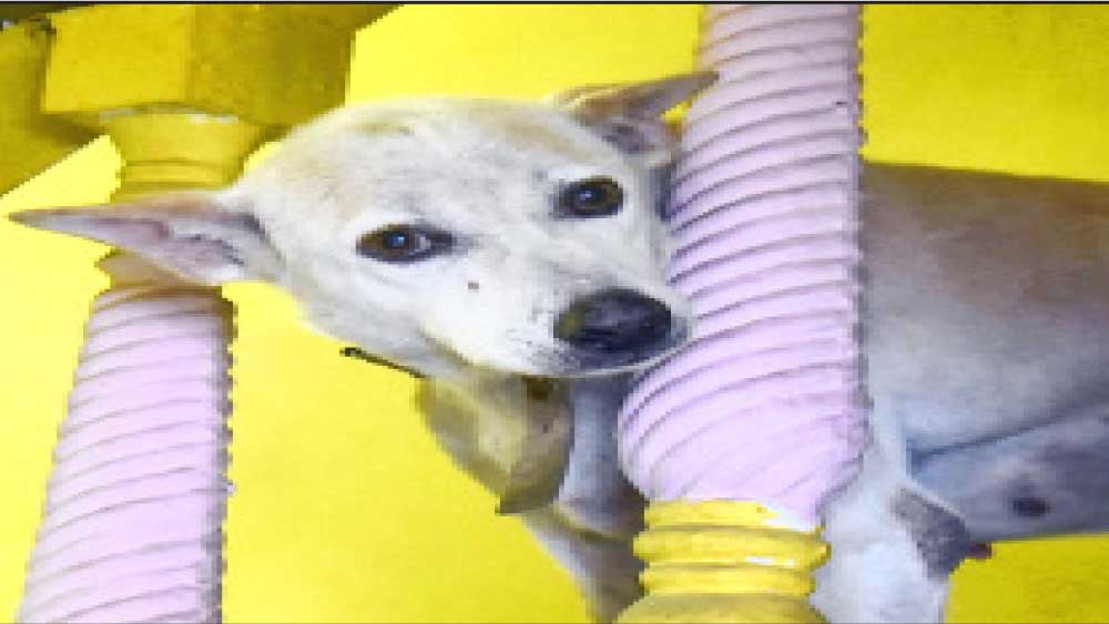 Coronavirus in West Bengal: no one to look after the pet ater couples' death in COVID-19