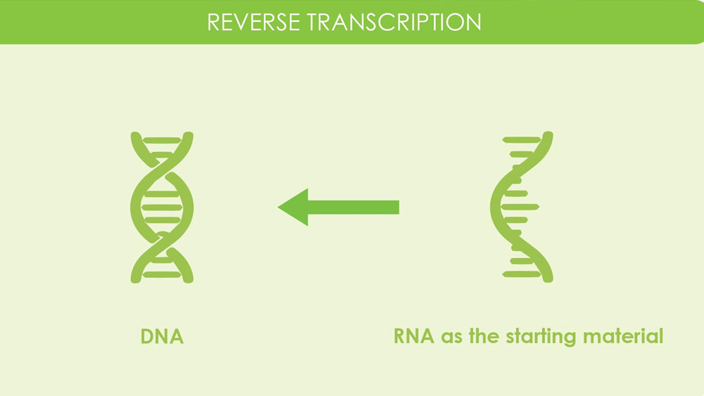 তাই নমুনার পলিমিরেজ চেন রিয়্যাকশন করে কোনও ব্যক্তির শরীরে কোভিড ১৯-এর উপস্থিতি জানতে চাইলে প্রথমে রিভার্স ট্রান্সক্রিপশন প্রক্রিয়াটি করা হয়।