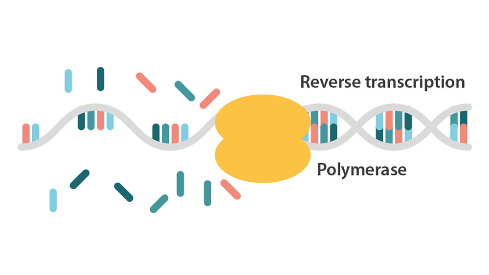 আরটি-পিসিআর পদ্ধতির দ্বিতীয় ধাপে সম্পন্ন হয় পলিমিরেজ চেন রিয়্যাকশন। যেখানে প্রথম ধাপে উৎপন্ন ডিএনএ-র সংখ্যা দ্রুততার সঙ্গে কয়েক গুণ বাড়িয়ে নেওয়া হয়।