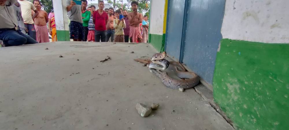 Rare species snake found inside class room in Jalpaiguri dgtld