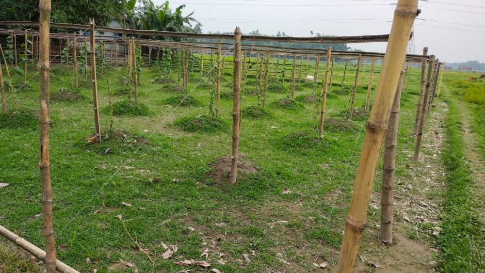 TMC accuses BJP of destroying crop in Dhupguri dgtld