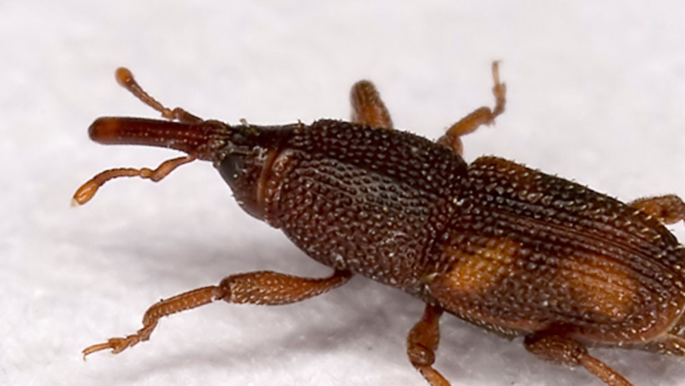 তবে সেই মামলার ফলাফল কী হয়েছিল, বিচার কার পক্ষে গিয়েছিল, পতঙ্গের দল সাজা পেয়েছিল কি না তা জানা যায়নি। কারণ পরবর্তীকালে যখন এই অদ্ভুত বিচারব্যবস্থা নিয়ে গবেষণা হয়েছিল এত পুরনো মামলার নথি খুঁজে পাওয়া যায়নি। মনে করা হয়, সেই নথিও কোনও পোকা খেয়ে ফেলেছিল!