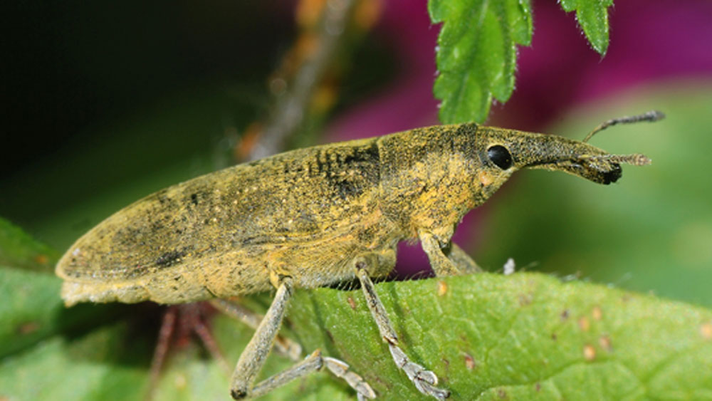 ১৫৮৭ সালে আবার ফ্রান্সে আরও অদ্ভুত মামলা হয়েছিল। দানাশষ্য নষ্ট করার জন্য এক ধরনের পতঙ্গের বিরুদ্ধে মামলা হয়েছিল। ৮ মাস ধরে সেই মামলার শুনানি চলে।