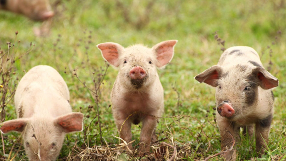 ১৩৭৯ সালে ফ্রান্সে এক দল শূকরকে এজলাসে তোলা হয়েছিল। তাদের বিরুদ্ধে অভিযোগ ছিল রাস্তায় এক ব্যক্তিকে আক্রমণ করে খুন করার। তাদের মালিক কিন্তু ছাড় পেয়ে গিয়েছিলেন। অথচ ওই দলের তিন শূকরের মৃত্যদণ্ড হয়েছিল।