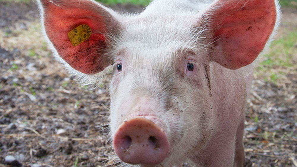 ১৯ শতক পর্যন্ত ইউরোপে পোষ্যদের বিচার হওয়া এবং অপরাধে সাজা পাওয়ার ঘটনা খুব দেখা যেত।