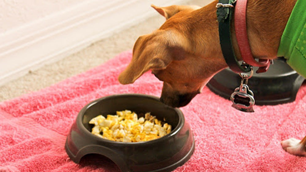 ফুরফুরে মেজাজ, মামলা নিয়ে সম্পূর্ণ অবিচলিত ছিল ডর্মি। দিনের অনেকটা সময় এজলাসেই কাটে তার। তার পর সেই একই ফুরফুরে মেজাজ নিয়ে মালিকের সঙ্গে খেলতে খেলতে বাড়ির দিকে রওনা দেয়।