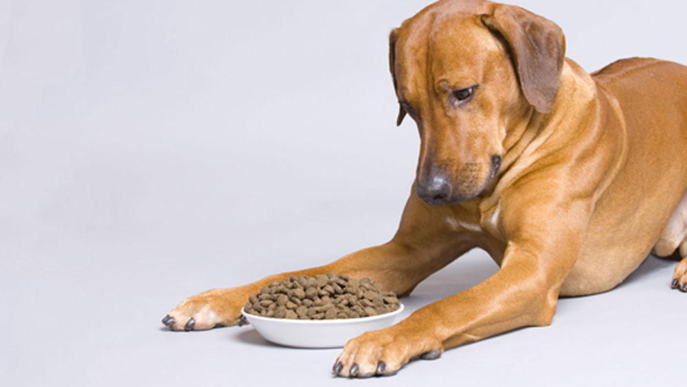 বেশির ভাগ বিচারকের রায় অনুযায়ী শেষমেশ মুক্তি পায় ডর্মি। শুনানির দিন সকালে পেট ভরা খাবার খেয়ে মালিক ইটনের সঙ্গে আদালতে গিয়েছিল সে।