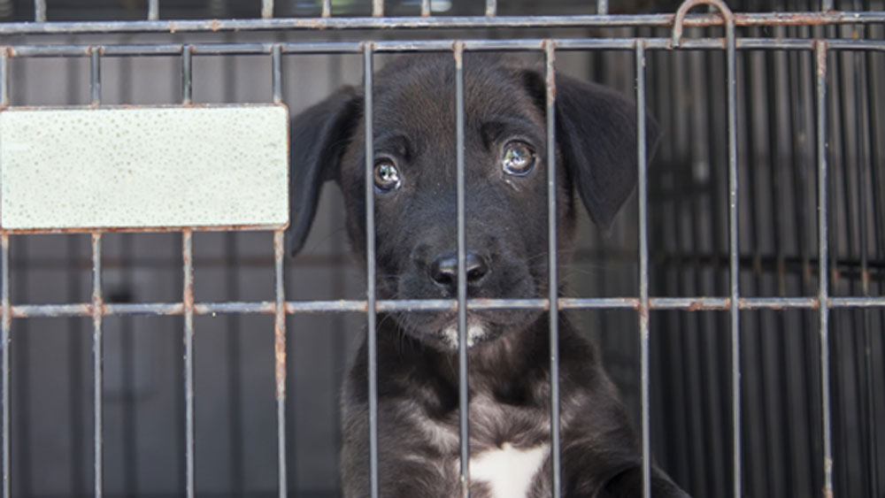 এই ১১ জনের মধ্যে ১ জন বিচারক চেয়েছিলেন ডর্মির মৃত্যুদণ্ড। গ্যাস চেম্বারে ঢুকিয়ে তাকে শাস্তির পক্ষে রায় দেন তিনি। কিন্তু বাকি ১০ বিচারকের রায় ছিল উল্টো।