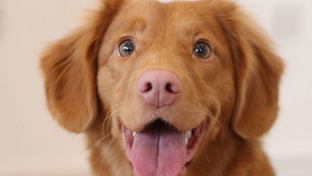 ডর্মি ছিলেন ধনী পরিবারের পোষ্য। তার মালিক ইটন ম্যাকমিলন ছিলেন সে সময়ের ফ্রান্সের বিত্তবান ব্যবসায়ী। তিনি মামলা করেন আদালতে। ডর্মি কি সাজা পেয়েছিল?