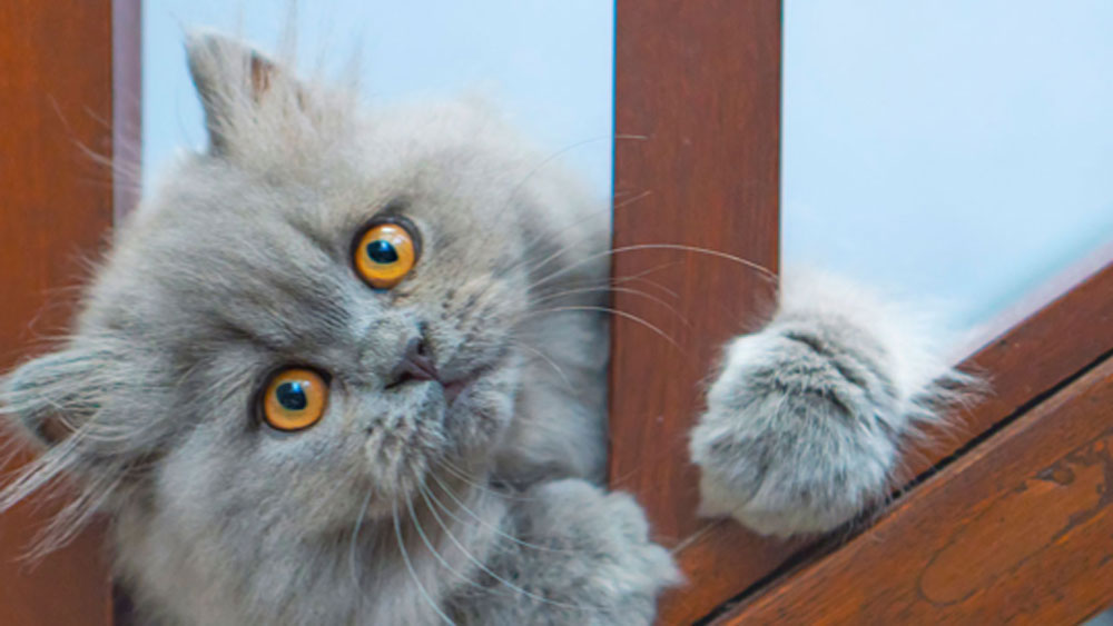 সানবিম ছিল একটি পার্সি বিড়াল। সানবিম খুনের ঘটনার প্রত্যক্ষদর্শী ছিলেন তাঁরই মালিক এবং মালিকের প্রতিবেশীরা। সানবিমকে তাড়া করে তার ঘাড়ে ক্যানাইন বসিয়ে খুনের অভিযোগ ওঠে ডর্মির বিরুদ্ধে। সানবিমকে বাঁচাতে গিয়ে আক্রান্ত হয়েছিলেন তাঁর মালিকও।