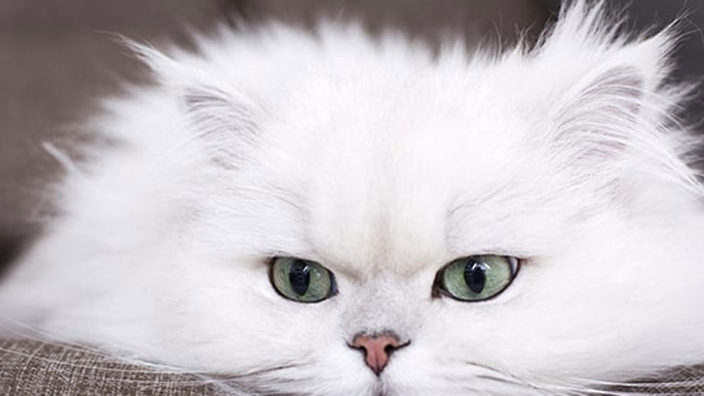 আর যে বিড়ালটিকে খুনের পর আদালতে টেনে নিয়ে যাওয়া হয়েছিল তাকে তার নাম ছিল সানবিম।