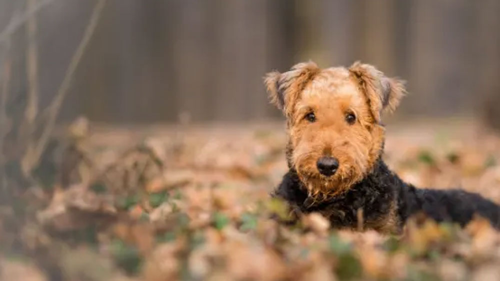 ওই বছর যে কুকুরটির বিরুদ্ধে বিড়াল হত্যার অভিযোগ উঠেছিল তার জীবন দাঁড়িয়েছিল সংশয়ের মুখে। আদালতের বিচারের উপরই নির্ভর করছিল তার প্রাণ।