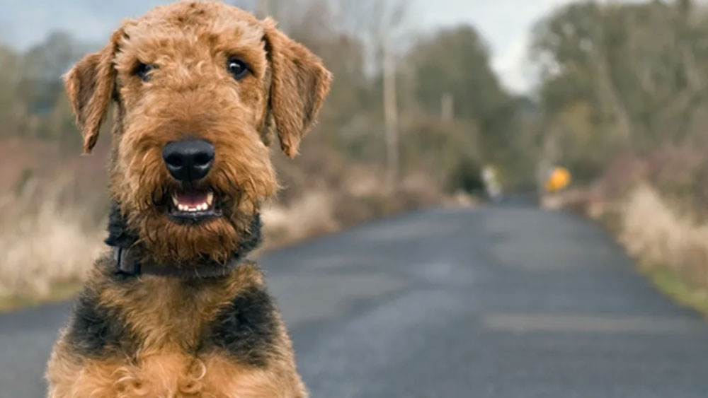 কিন্তু ১৯২১ সালে ফ্রান্সের আদালত এমনই এক দ্বন্দ্বের মাঝে দাঁড়ায়। সারমেয় এবং মার্জারের মধ্যে বেছেও নিতে হয় এক পক্ষকে।