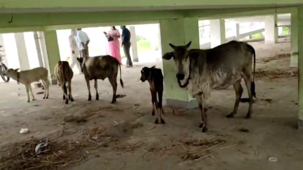 ফ্লাড সেন্টারে রাখা হয়েছে গবাদি পশুদেরও।