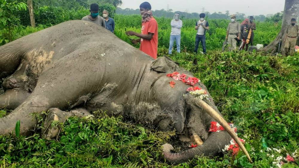 আলিনগর এলাকায় উদ্ধার হওয়া দাঁতালের দেহ। 