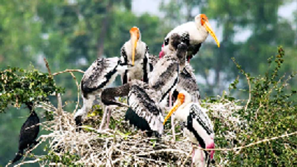 রবীন্দ্র সরোবরে সোনাজঙ্ঘা পাখির বাসা। 