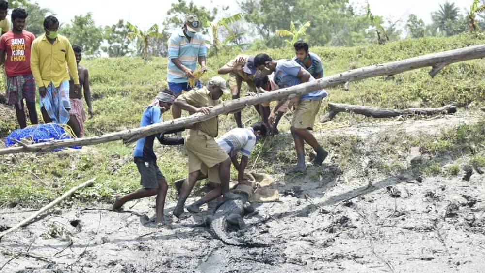 কুমিরটিকে পুকুর থেকে উদ্ধার করছেন বনকর্মীরা। 